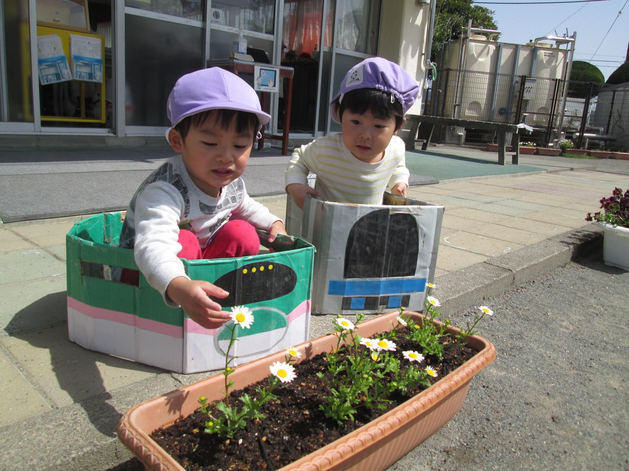 2人の園児が段ボール箱で作った電車に乗って、プランターに咲く花に手を伸ばし、楽しそうに遊んでいる写真