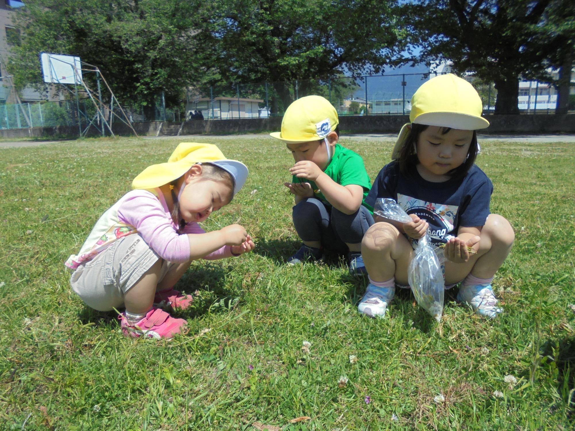 青空の下、黄色い帽子をかぶった3人の園児たちが、芝生の上でしゃがみながら小さな植物や虫を熱心に観察している写真