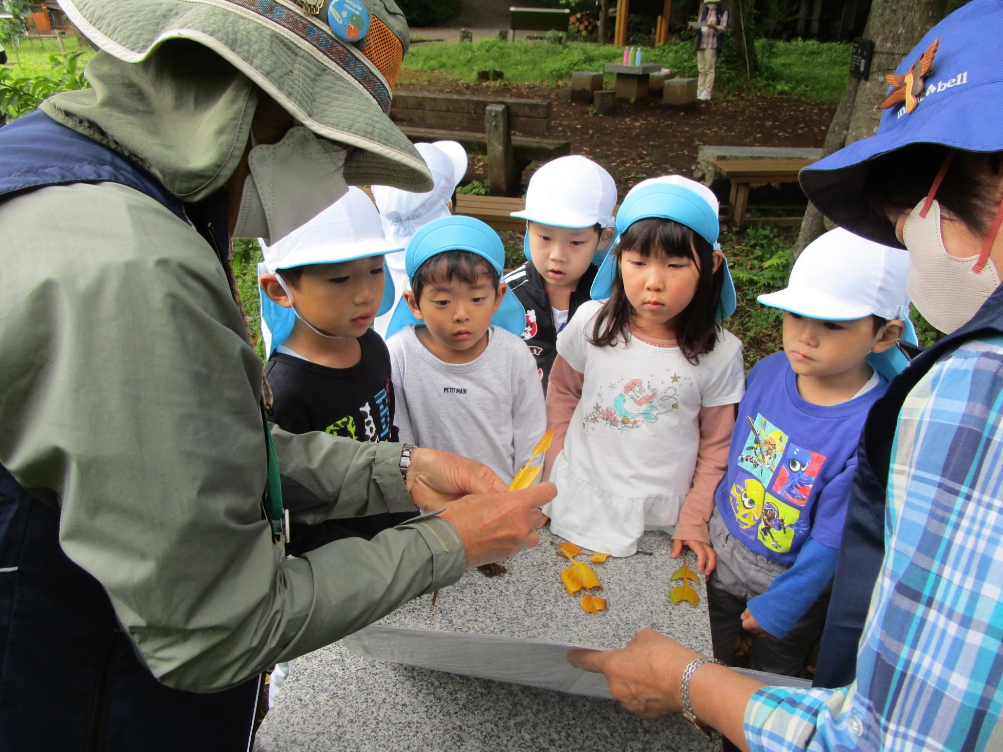 自然観察施設で帽子をかぶった園児たちが、施設職員が持っている落ち葉について説明を受けている様子の写真