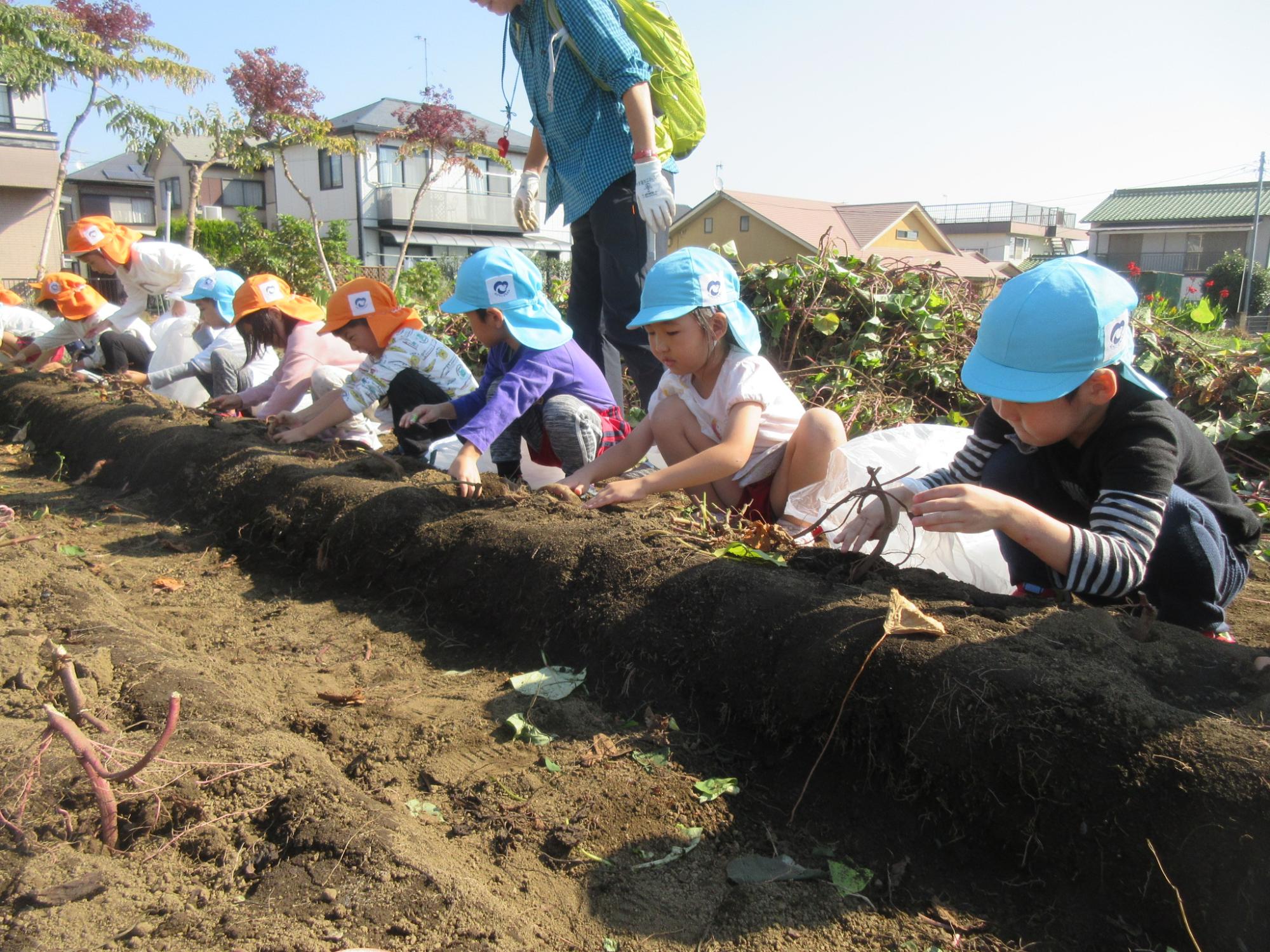 さつまいもが植えてある畑で園児たちが一列に並んでしゃがみ、さつまいも堀りをしている様子の写真