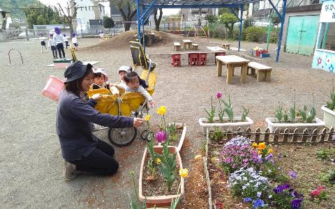 バギーに乗った0歳児が園庭に咲いたチューリップの花を保育教諭と一緒に見ている写真