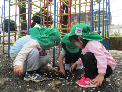 緑色の帽子を被った3歳児が地面に落ちた桜の花びらを見つけて囲んでいる写真