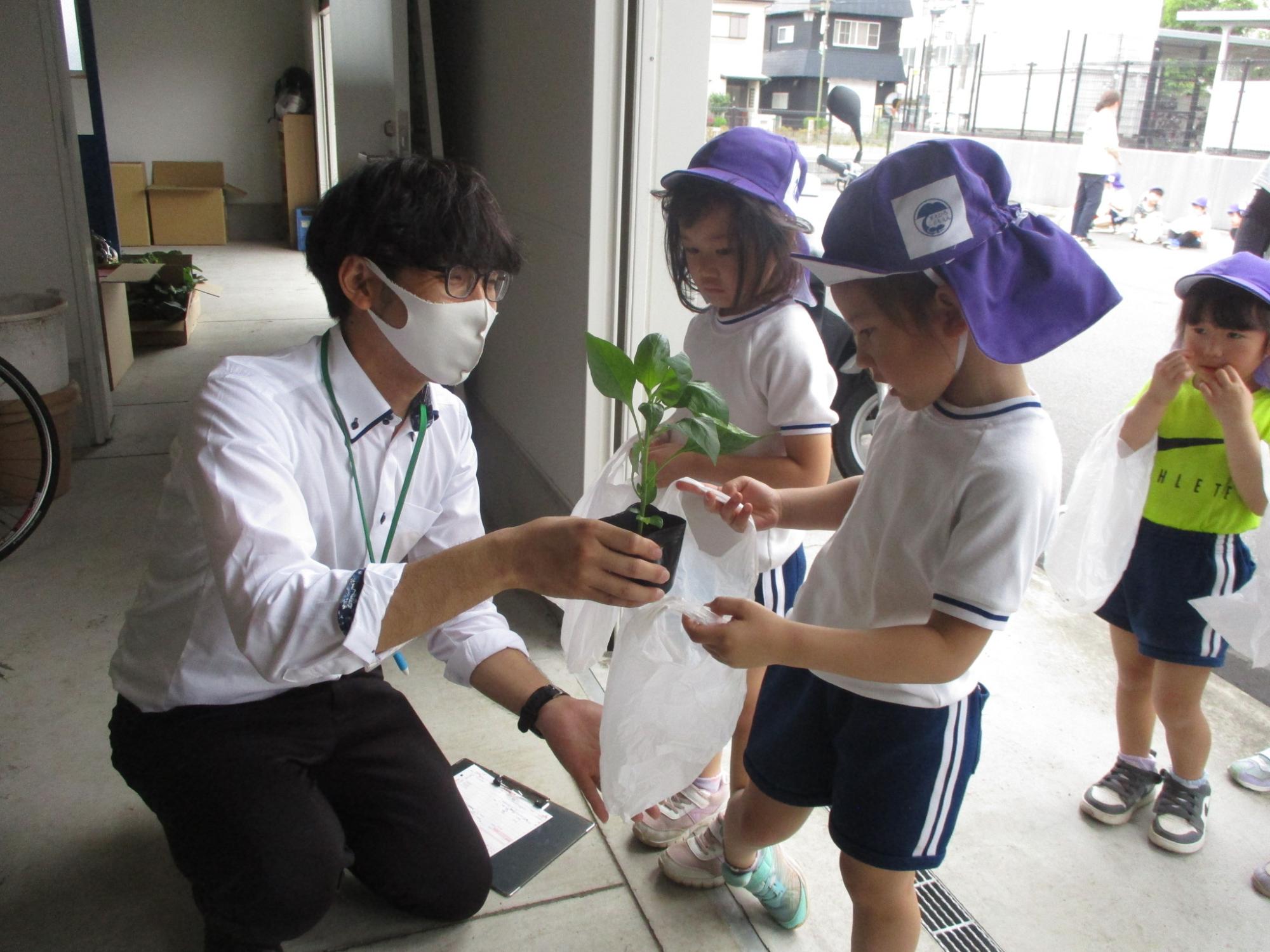 紫色の帽子を被った5歳児が野菜の苗をもらっている写真