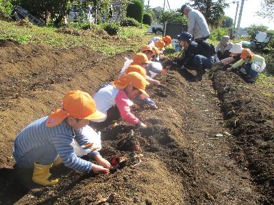 農園でオレンジ色の帽子を被った複数の園児が、先生や農家の人に手伝ってもらいながら苗植えをしている様子の写真