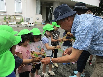 黄緑色の帽子をかぶった園児たちが、農家の方に稲を手渡してもらい、じっくりと見ている写真