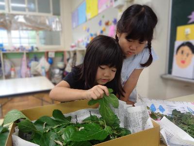 5歳児の女の子2人が桑の葉の上にいる、蚕を見ている写真