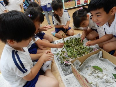 床に座って新聞紙を広げ、カゴの中の桑の葉から蚕を別の箱に移し、かいこの世話をしている子供たちの写真