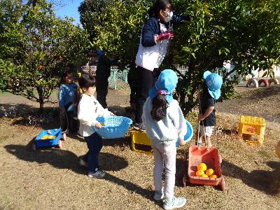 5歳児の女の子4人と先生が、園庭にある夏ミカンの木から夏ミカンを収穫している写真。