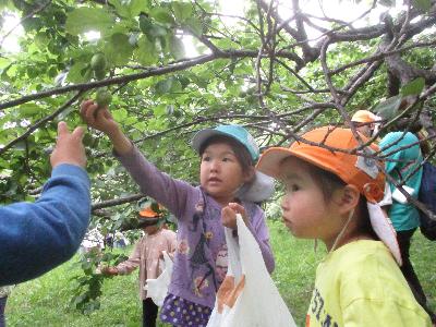 地域の梅林で、水色のクラス帽子をかぶった5歳児の女の子が嬉しそうに梅の実に手を伸ばし、その様子をオレンジ色の帽子をかぶった4歳児の女の子が見ている写真。