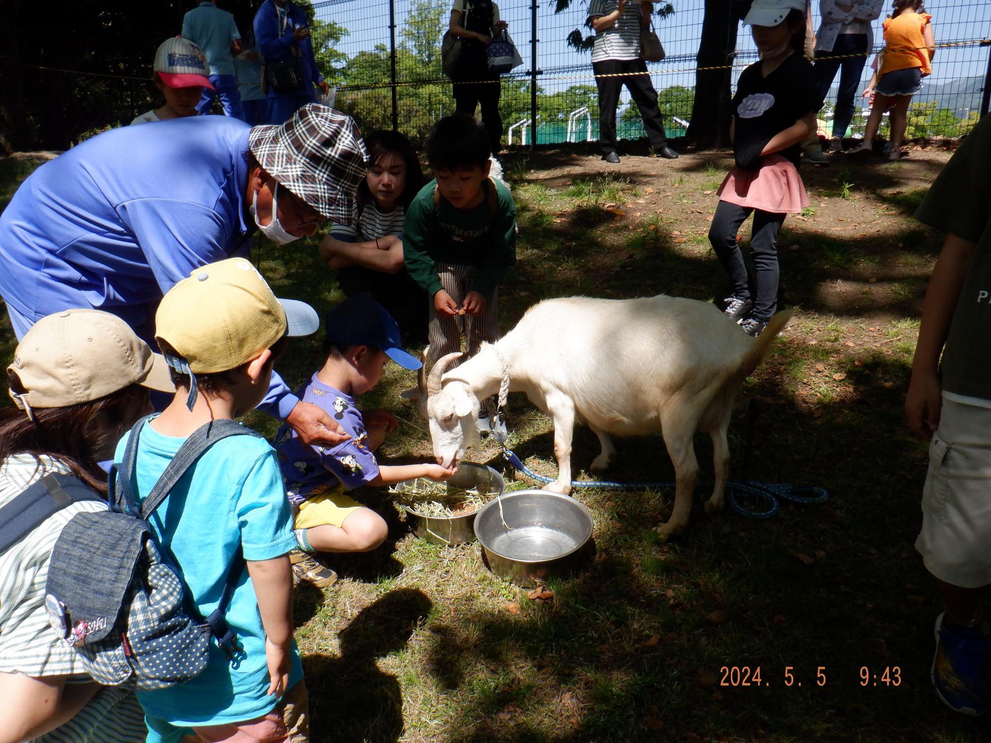木漏れ日の差す屋外で、青いシャツと帽子をかぶった男性がかがんで、白いヤギに餌皿から餌をあげているのを、数人の子どもたちと大人が囲んで見ている、ヤギの餌やり体験の様子の写真