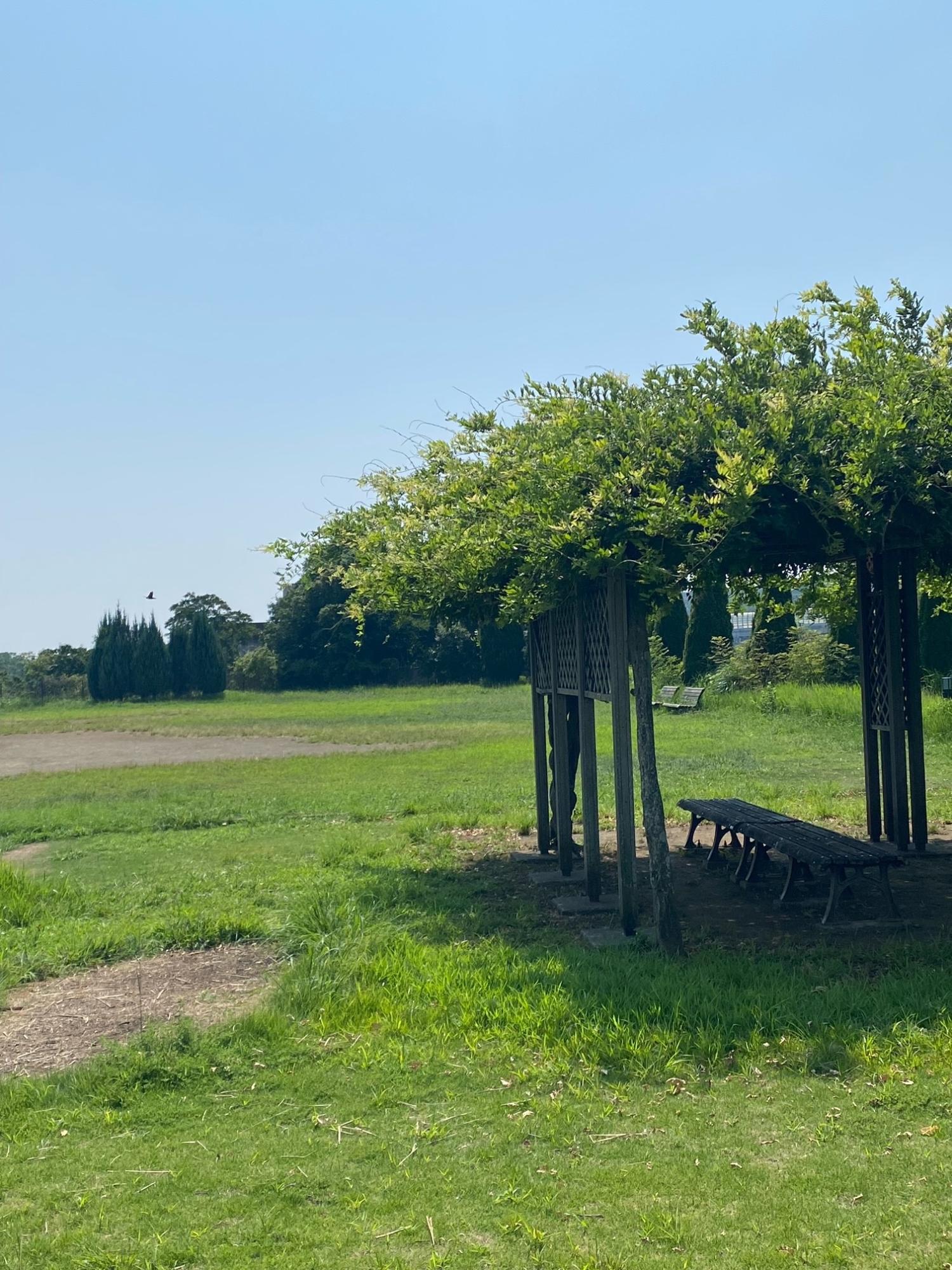 青空の下、緑の芝生が広がる公園で、右手には葉が茂る木製のパーゴラが日陰を作り、その下に設置された長いベンチが置かれ、奥には木々が立ち並ぶのどかな風景の写真
