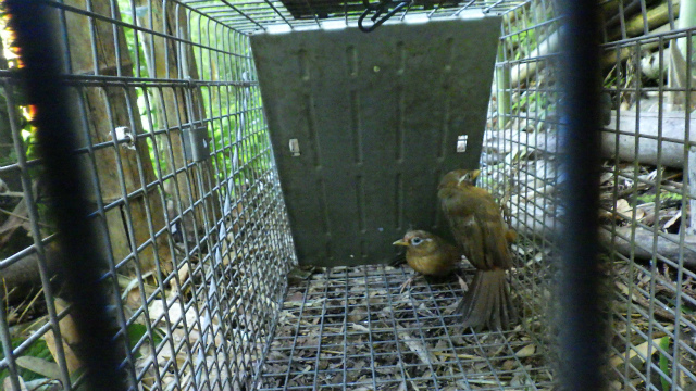 嘴と尾が長く、体色は全体的に茶褐色で、眼の周りに眉状に伸びた白い紋様が特徴的な2羽のガビチョウが、周囲を森に囲まれた鉄製の檻の中に閉じ込められている様子を捉えた写真