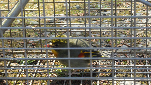 グレーとオリーブ色の体に赤い嘴とオレンジ色の羽を持つ、中国原産の外来種であるソウシチョウが、金属製の檻の中に捕獲されている写真