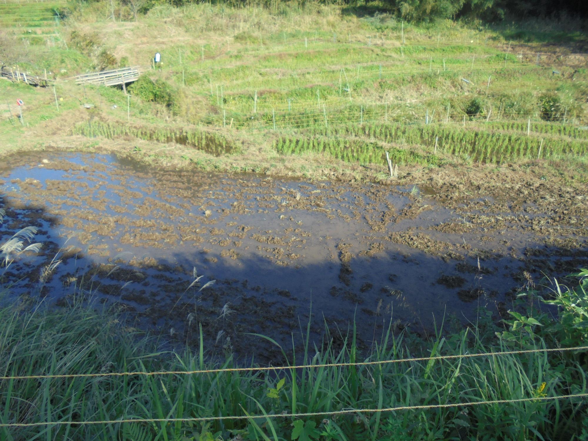緑の作物が植えられた段々畑が広がり、左上隅には橋のような構造物が見える手前に、泥と水が溜まった湿地状の水田かん養の写真