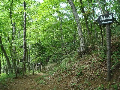 木々に囲まれた遊歩道沿いに「高木の道」と矢印がしるされた看板が設置された写真