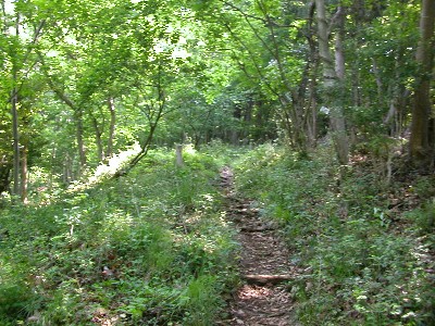 周囲に草や木々に覆われた中央に細い遊歩道が奥まで続いている東高木の道の写真