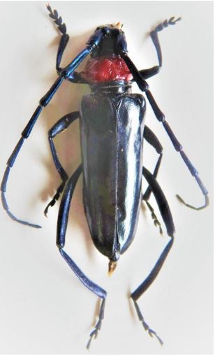 特徴のある赤い胸部で、光沢のある黒色の体と長い触角、脚を持つクビアカツヤカミキリが、白い背景の上で静止している様子を上から撮影した写真