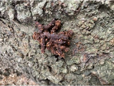 ザラザラした木の表面に、茶色く細長い排泄物フラスが付着している様子をアップで撮影した写真