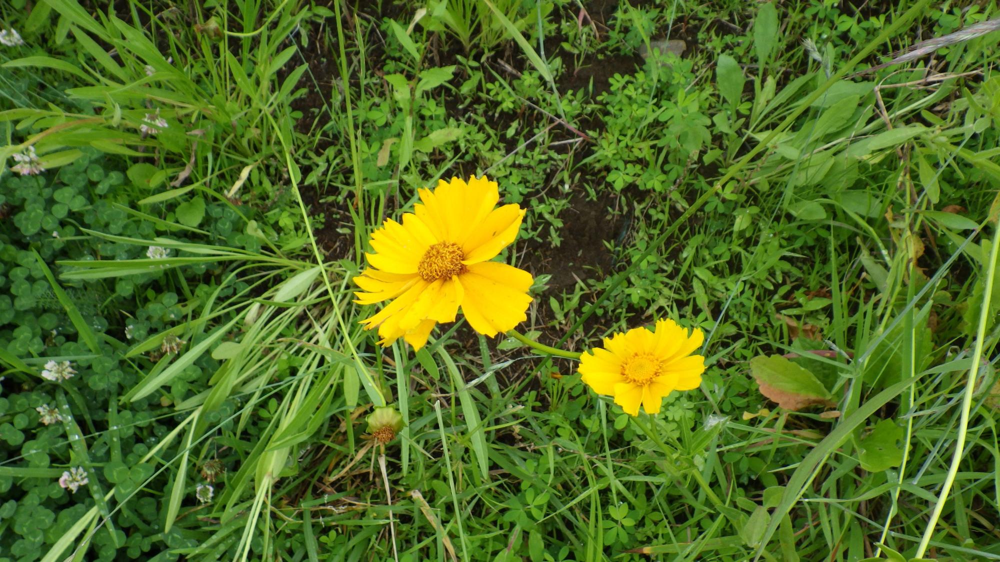 黄色の花びらをつけた大小2輪のオオキンケイギクを上からアップで撮影した写真