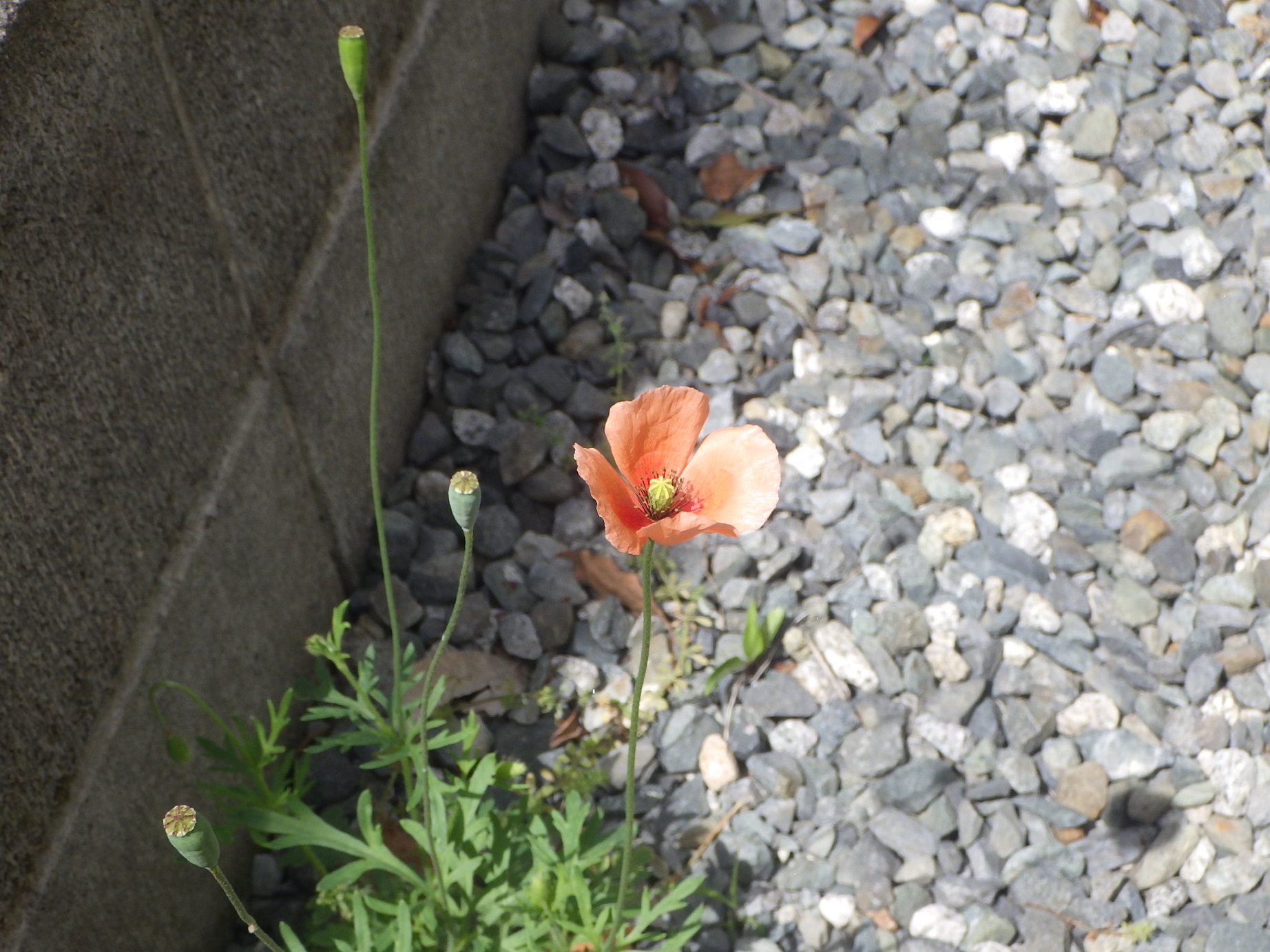 ブロック塀と玉砂利が敷かれた地面の間に、薄いオレンジ色の花を咲かせたナガミヒナゲシが一輪、細い茎を伸ばしている様子を上から捉えた写真