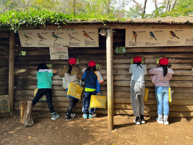 メジロやヤマガラなどの野鳥のイラストと名前が書かれた看板が掲げられている、丸太が積み上げられた屋外の壁に開けられた小さな穴から、赤い帽子をかぶった5人の子どもたちが黄色いバッグを肩にかけて外を覗き込んで野鳥観察を行っている写真