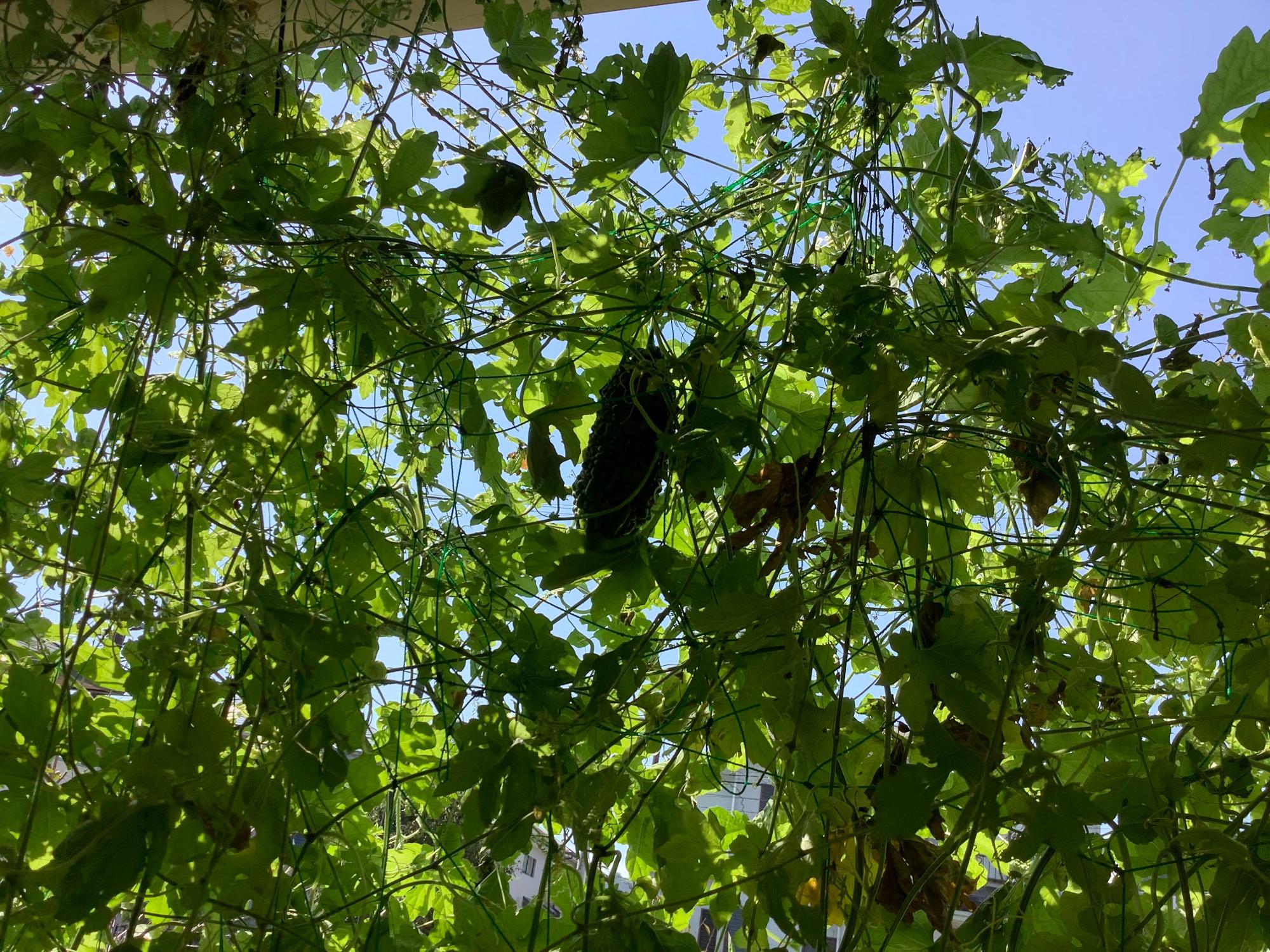 緑色の葉っぱの中に沢山の実がなっているゴーヤを下から撮影した写真