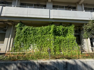 校舎の1階部分が緑のカーテンで覆われた北中学校の写真