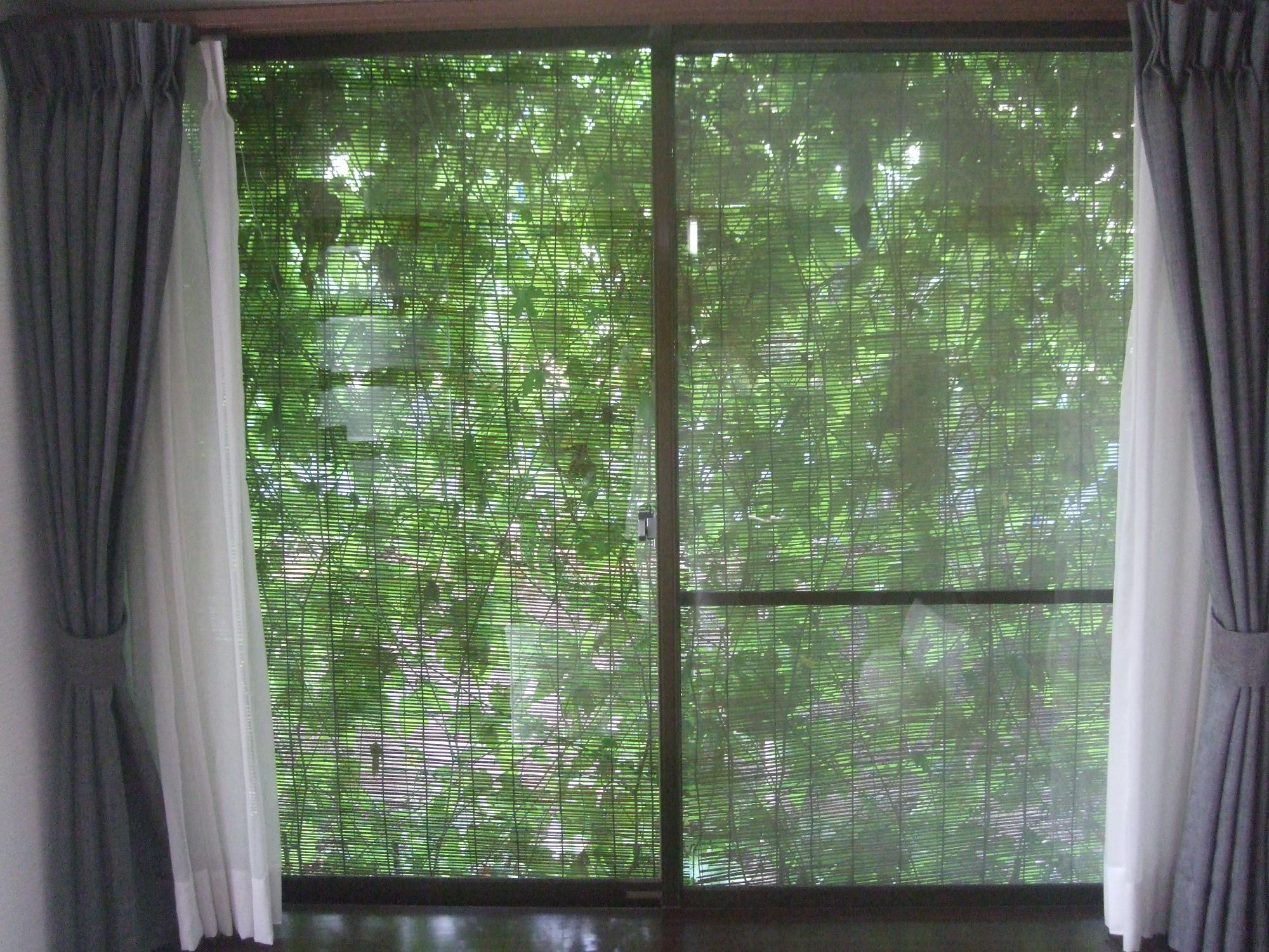 カーテンがひらかれた窓の外にゴーヤがなっている緑のカーテンを室内から撮影した写真