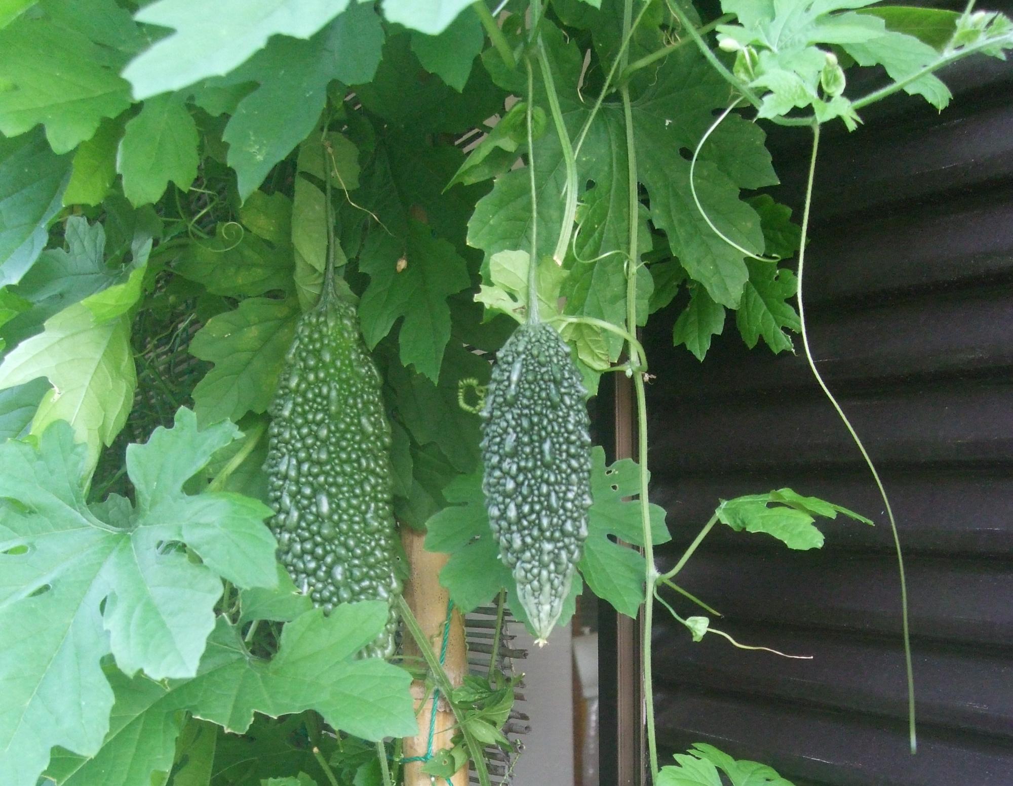 軒下になっている立派なゴーヤの実をアップで撮影した写真
