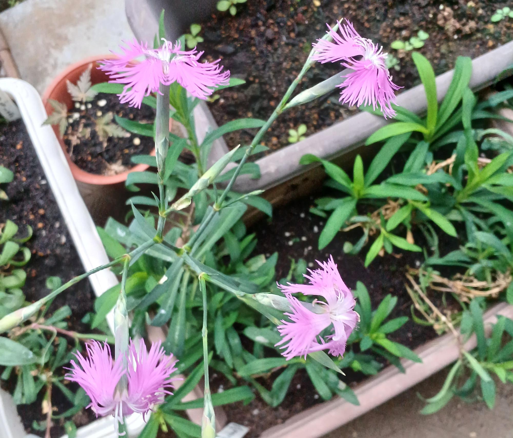 茶色の土が入ったプランターに濃い緑色の細長い葉を持つ植物や見える、フリンジ状の花弁を持つ薄紫色のナデシコのような花が、細い茎を伸ばして上向きに四輪咲いている、庭先で撮影されたクローズアップ写真