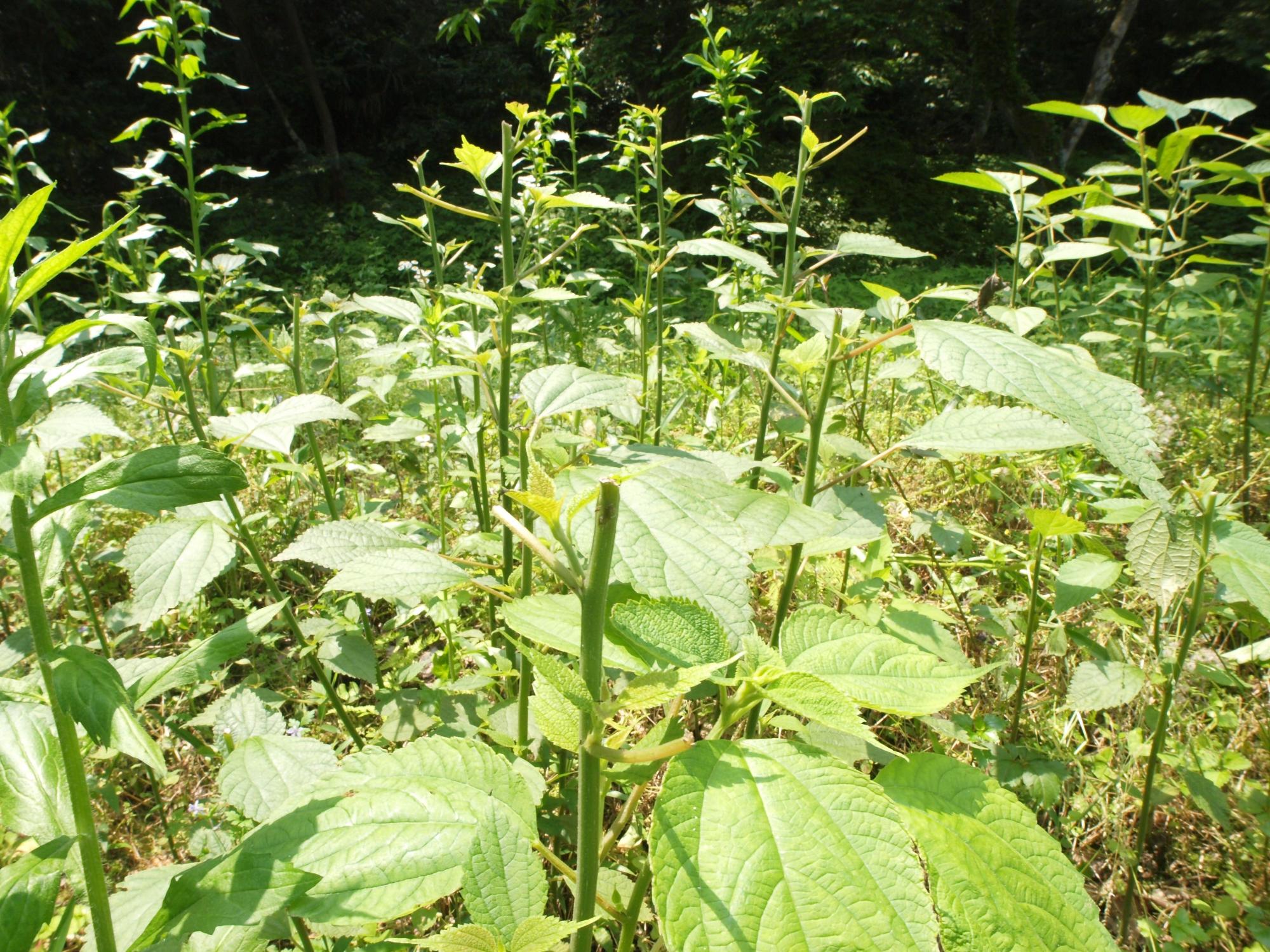 深い緑の森を背景に、高さの異なる多数の草本植物が密集して生い茂っており、手前の枝の先端が食いちぎられているシカによる食害の跡の写真