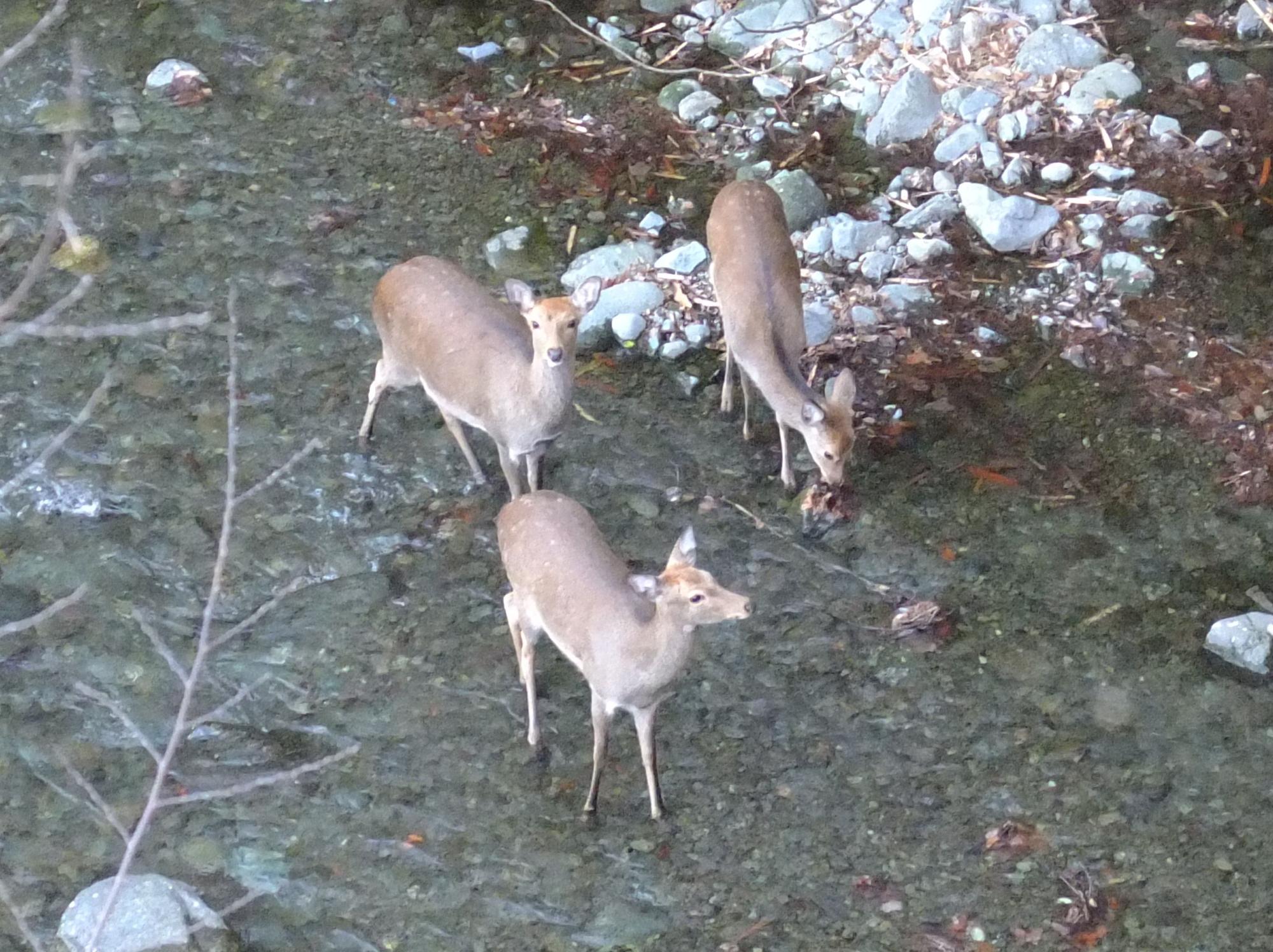 浅瀬の川の中を歩いている3匹のシカを高台から撮影した写真