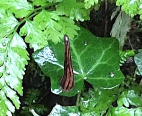 表面がてかっている大きな葉の上にヤマビルがいる様子をアップで撮影した写真