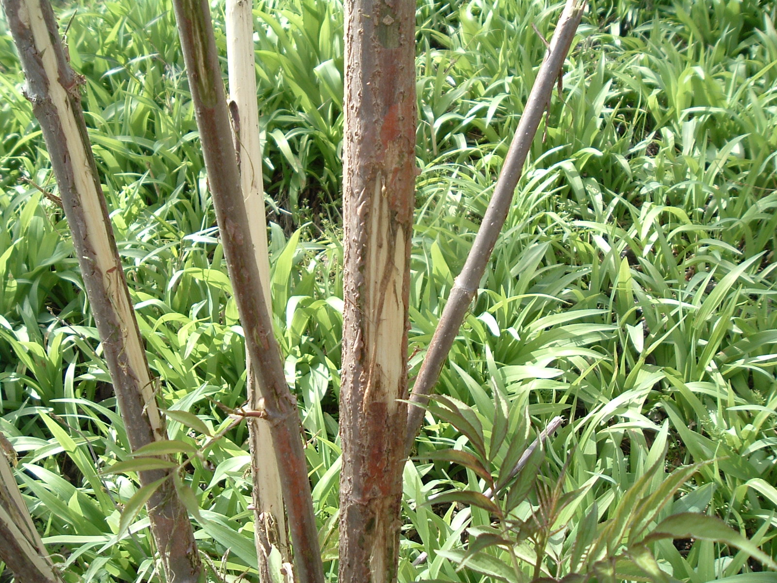 周囲に草が生い茂っている手前に立つ細い木の肌が削られている、シカによる角の研ぎ痕の写真