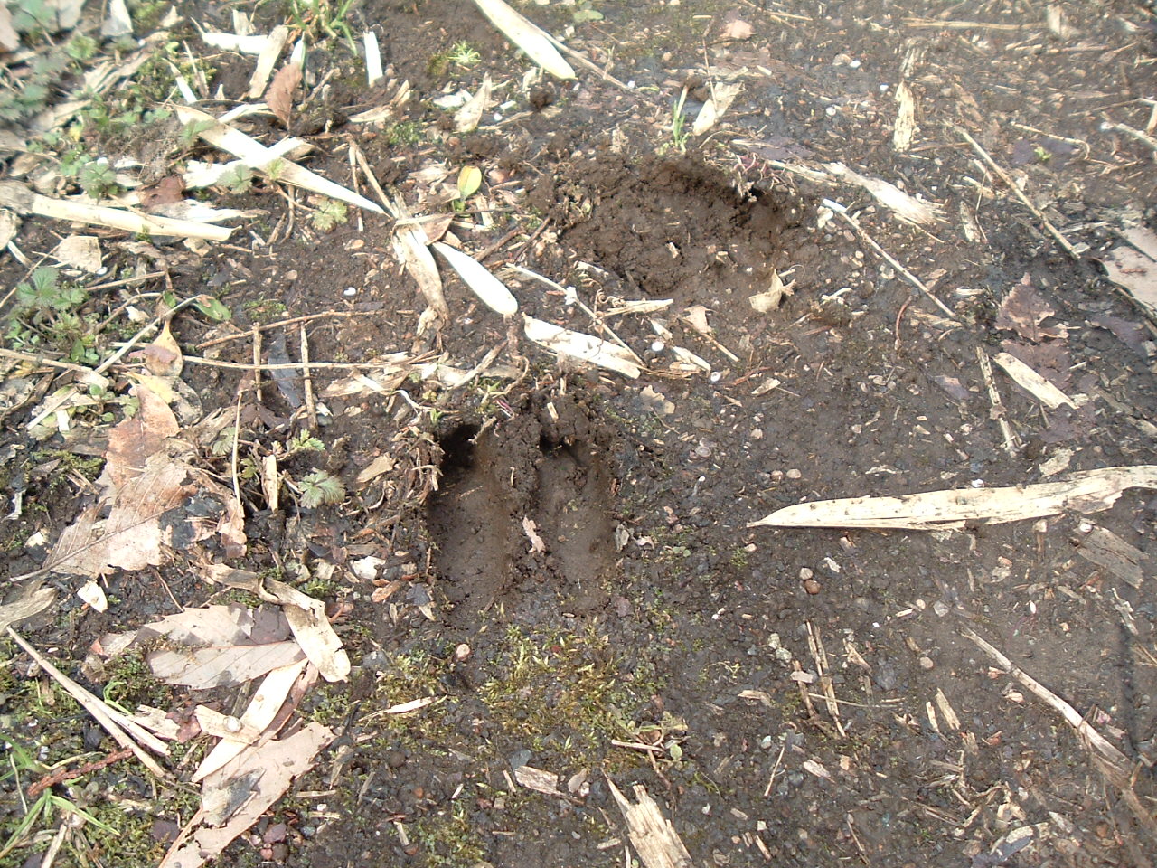 雨で湿った土の上を歩いたと思われるシカの足跡の写真