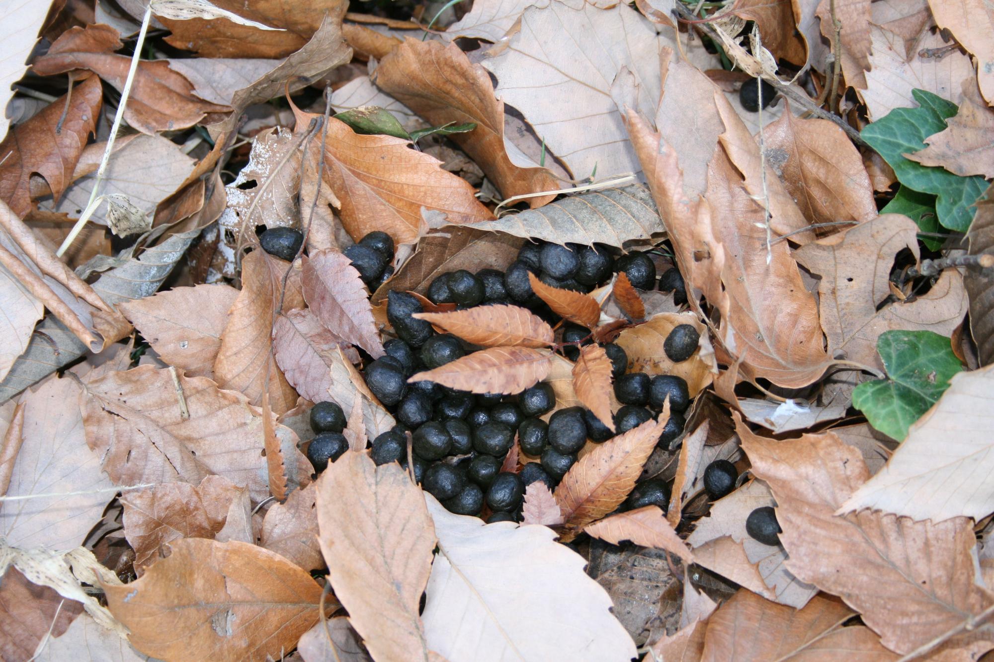 枯れ葉が落ちている中に小さな黒いシカの糞をアップで撮影した写真