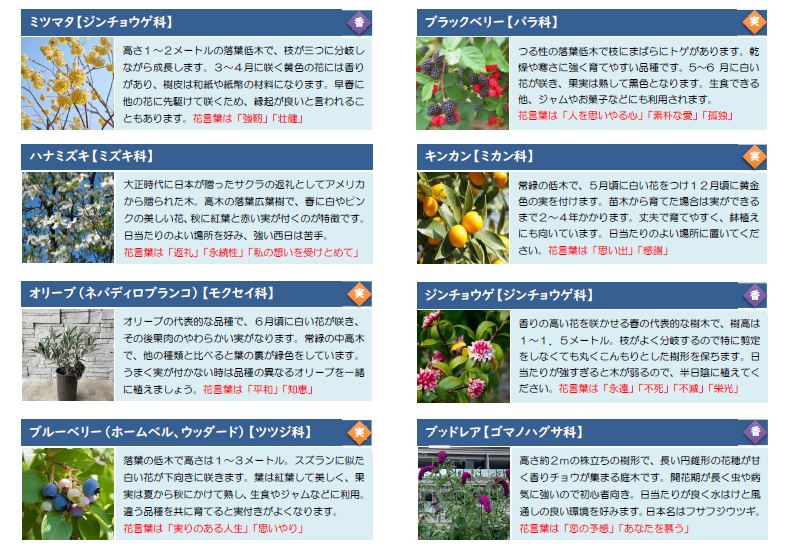 令和7年度お祝い記念樹 苗木プレゼント紹介画像（下面）