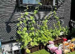 Aさん（下大槻）ゴーヤのカーテン