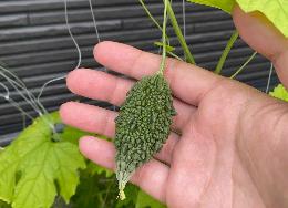 Aさん（下大槻）ゴーヤの実