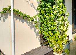 Hさん（今泉）キュウリのカーテン