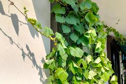 Hさん（今泉）キュウリのカーテン2