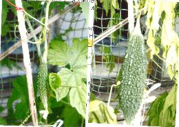 Nさん（鶴巻北）ゴーヤの実
