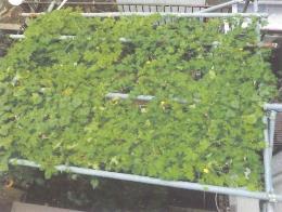 Nさん（南矢名）2