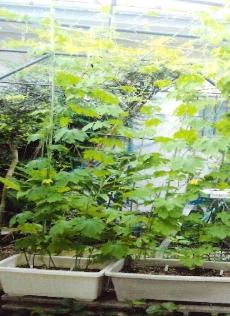 Yさん（西田原）1