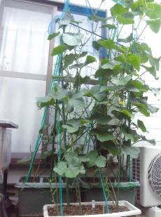 Yさん（西田原）2