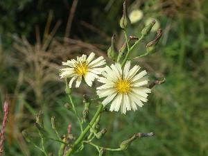アキノノゲシ、キク科の植物で薄黄色の花