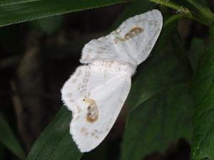ヒトツメカギバ、白い翅に茶色い模様が対にできている