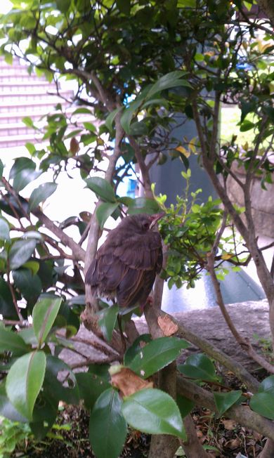 全身が濃い茶色の羽毛で覆われた親鳥を待つヒヨドリのヒナが、周囲の濃い緑の葉を持つ低木の枝にじっと止まり、わずかに口を開けているクローズアップ写真