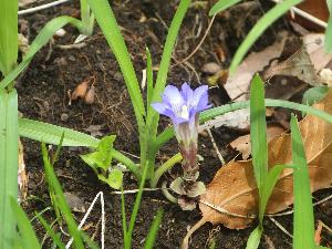 フデリンドウ（小さい青紫色の花）
