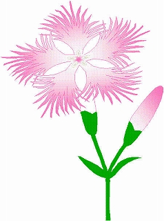 ピンク色の5枚の花弁で、先端が細かく裂けているなでしこの花のイラスト